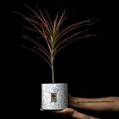 Dracaena marginata 'Colorama' - comprar online