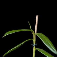 Dendrobium antennatum - comprar online