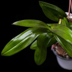 Dendrobium x Phalaenopsis