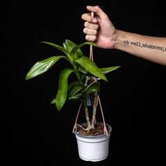 Dendrobium x Phalaenopsis - comprar online