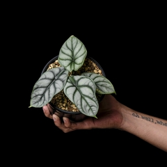 Alocasia 'Silver Dragon'