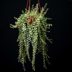 Columnea microphylla variegata - comprar online