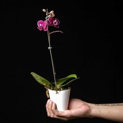 Phalaenopsis D - Blanco, Magenta Intenso en internet