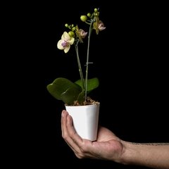 Mini Orquídea Phalaenopsis - 2 - comprar online
