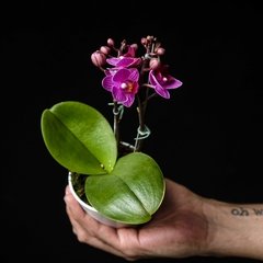Phalaenopsis E - Fúcsia, Blanco y Amarillo en internet