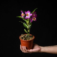 Dendrobium nobile - Flor Magenta y Amarillo - comprar online