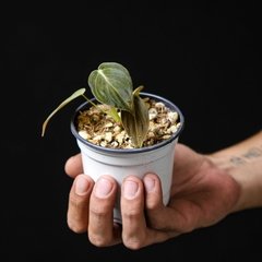 Baby Philodendron melanochrysum