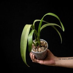 Brassia neglecta