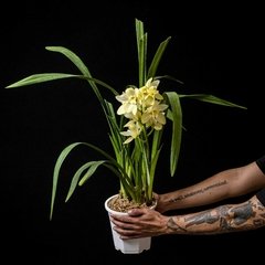 Orquídea Cymbidium - Flor Amarilla - comprar online