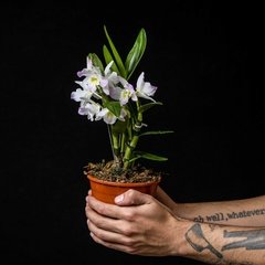 Dendrobium nobile - Flor Blanco, Lila y Amarillo