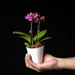 Phalaenopsis E - Fúcsia, Blanco y Amarillo - comprar online