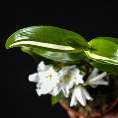 Dendrobium nobile variegado