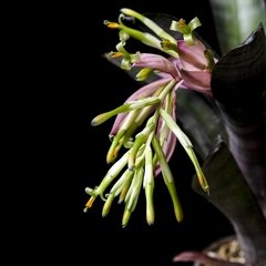 Bromelia Billbergia Nutans en internet