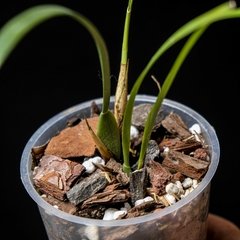 Maxillaria tenuifolia - comprar online