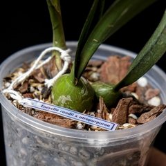 Encyclia randii x atropurpurea - comprar online