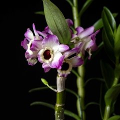 Dendrobium nobile - Flor Lila Centro oscuro XL - comprar online