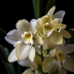 Orquídea Cymbidium - Flor Amarilla