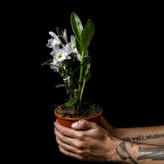 Dendrobium nobile - Flor Blanco, Lila y Amarillo - comprar online