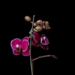 Phalaenopsis D - Blanco, Magenta Intenso
