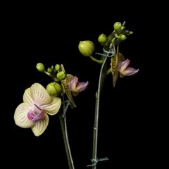 Mini Orquídea Phalaenopsis - 2