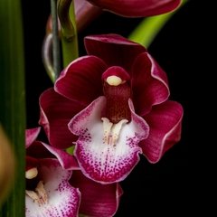 Orquídea Cymbidium - Flor Roja - comprar online
