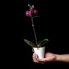 Phalaenopsis D - Blanco, Magenta Intenso - comprar online