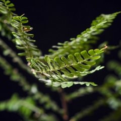 Didymochlaena truncatula - Helecho árbol - Plantas Kolog