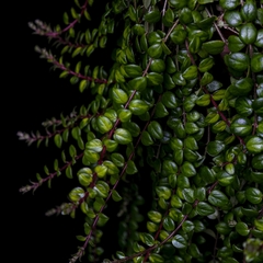 Columnea microphylla 'Verde' - Plantas Kolog
