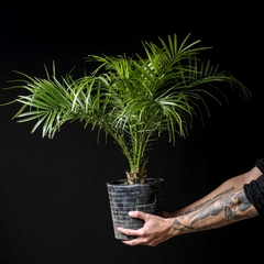 Phoenix roebelenii - Palmera 5L