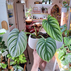 Philodendron plowmanii - Semihydro