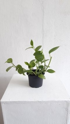 Peperomia scandens