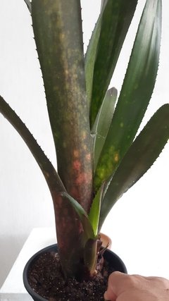 Billbergia hallelujah - bromélia - comprar online