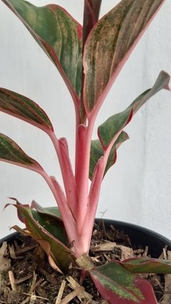 Aglaonema sp. cv. "red" na internet