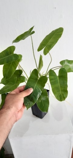 Philodendron burlemarxii - comprar online