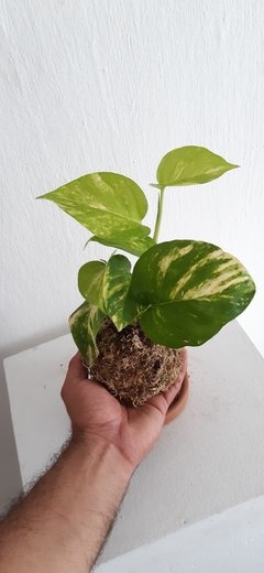 Kokedama Epipremnum aureum - jibóia - comprar online