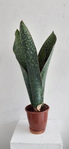 Dracaena mansoniana (Espada Vitória- 3 hastes) - comprar online