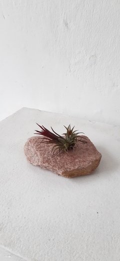 Tillandsia ionantha fuego - comprar online