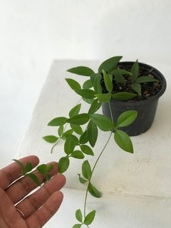 neoalsomitra sarcophylla - trepadeira com caudex - comprar online