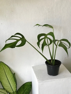 Monstera “burle marx’s flame”