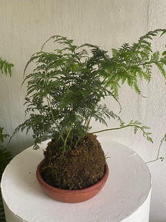 kokedama - renda portuguesa - loja online