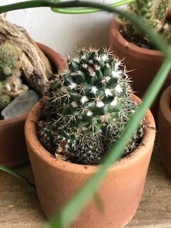 cacto - Mammilaria voburnesis