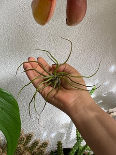 Tillandsia bulbosa