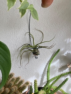 Tillandsia bulbosa