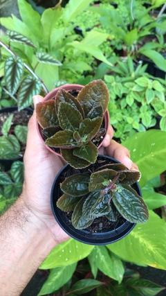 pilea repens - Seu Flor