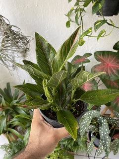 aglaonema Rotudum na internet