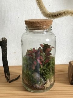 Terrário Fechado Grande - comprar online