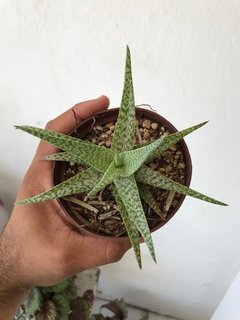 Aloe snow flake