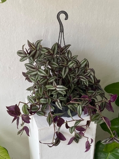 Tradescantia zebrina