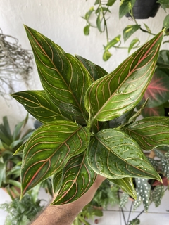 aglaonema Rotudum - comprar online