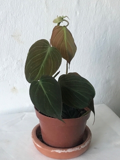 Philodendron hederaceum “micans”